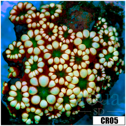 CLEARANCE - Rainbow Petals Alveopora