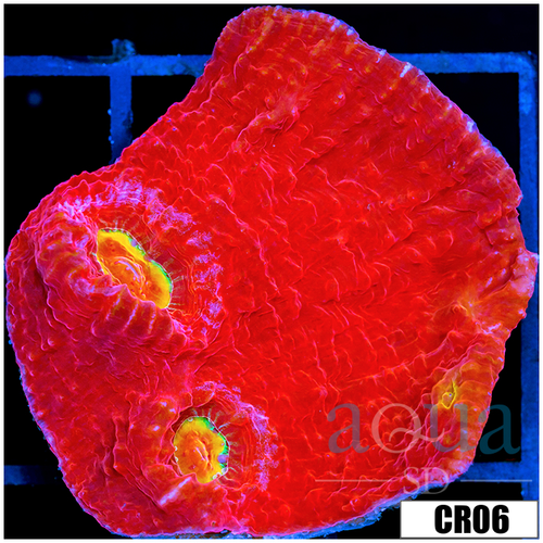 ASD Rainbow Eye Chalice