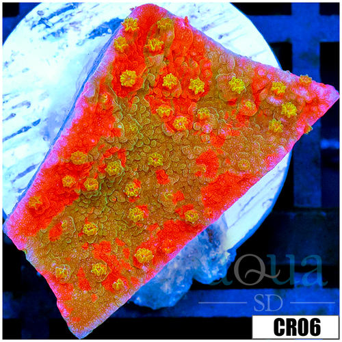 Starburst Grafted Monti
