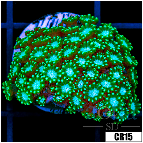 Neon Petals Alveopora