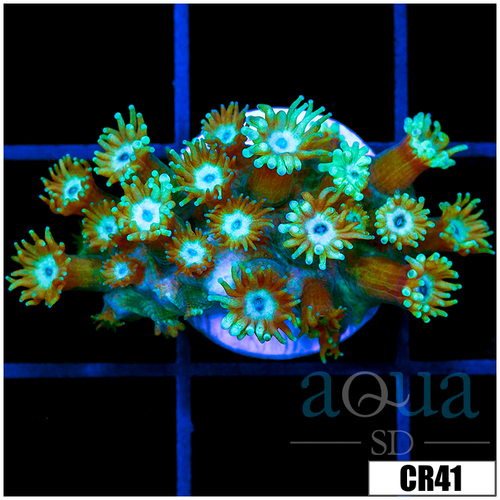 CLEARANCE - Minty Cave Of Wonders Goniopora