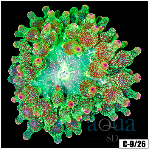 Acid Wash Bubble Tip Anemone
