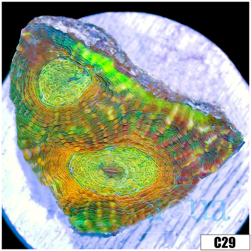 Mummy Eye Enchinata