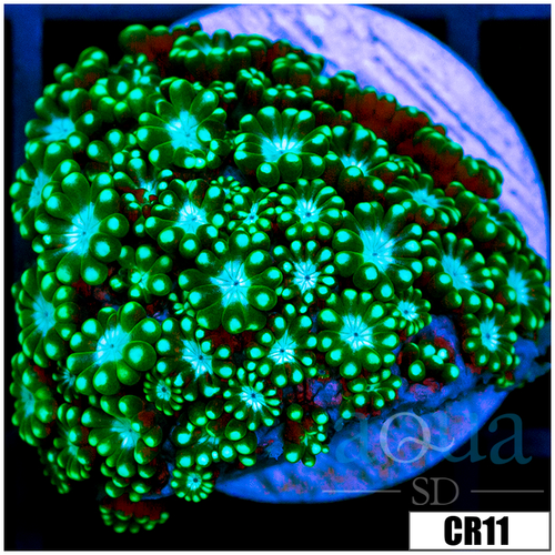 Neon Petals Alveopora