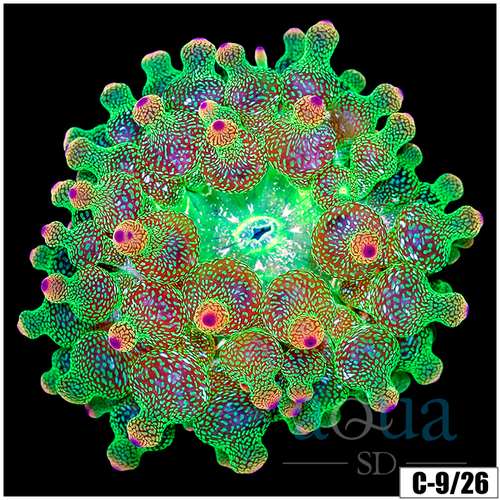 Acid Wash Bubble Tip Anemone