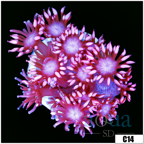 ASD Cherry Blossom Goni