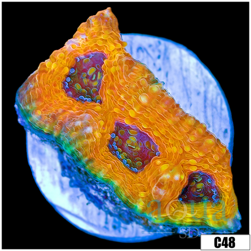 Chedder Cheese Acan Enchinata