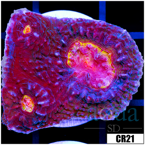 ASD Volcano Melt Chalice