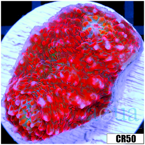 ASD Red Convict Chalice