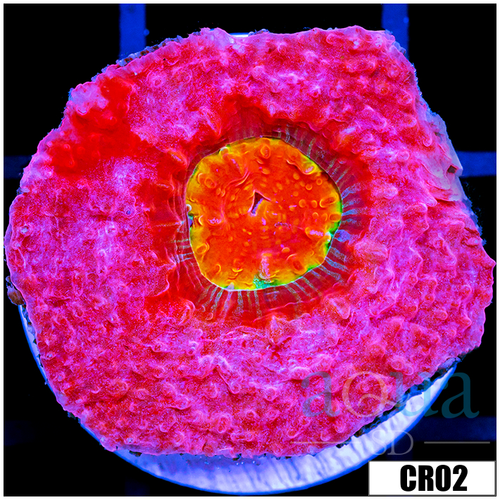 ASD Rainbow Eye Chalice