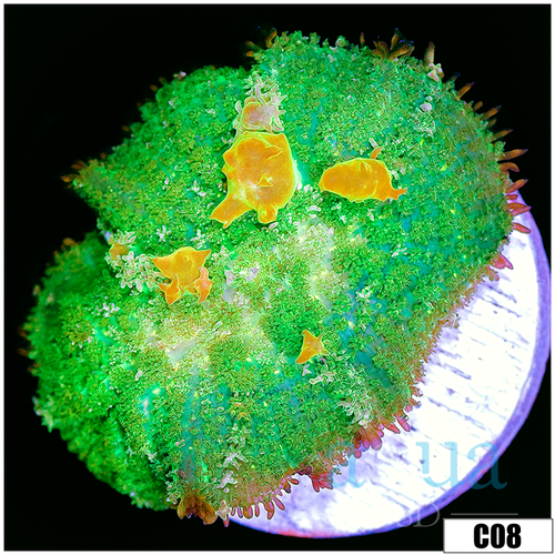 ASD Sunkist Bounce Mushroom