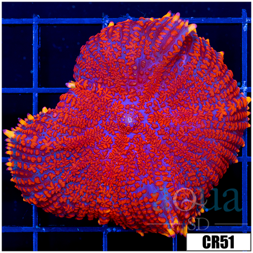 Superman Rhodactis Mushroom