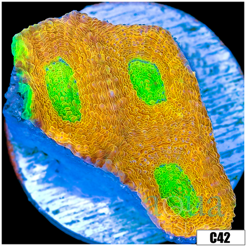 Mummy Eye Enchinata