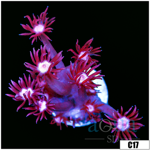 ASD Cherry Blossom Goni