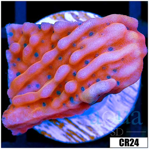 Indo Cultured Orange Phoenix Montipora