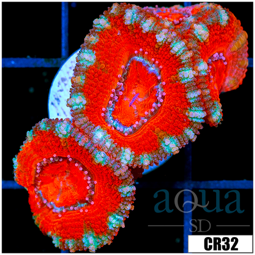 Peppermint Candy Acan Lord