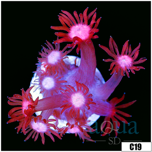 ASD Cherry Blossom Goni