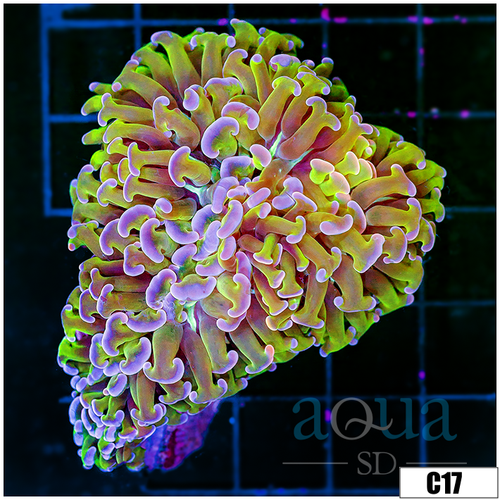 Candy Apple Wall Hammer