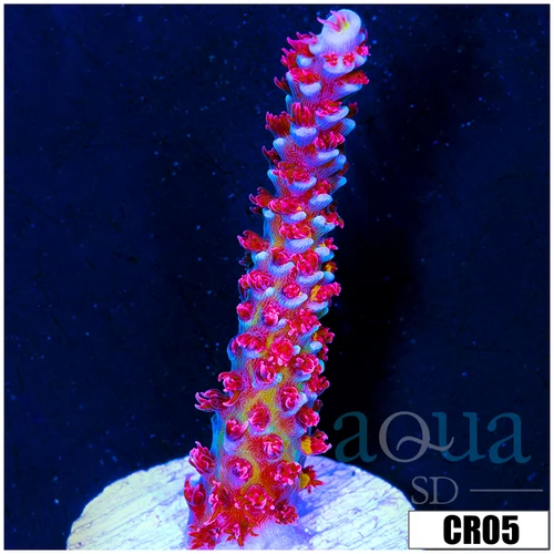 Homegrown Cherry Bomb Acropora