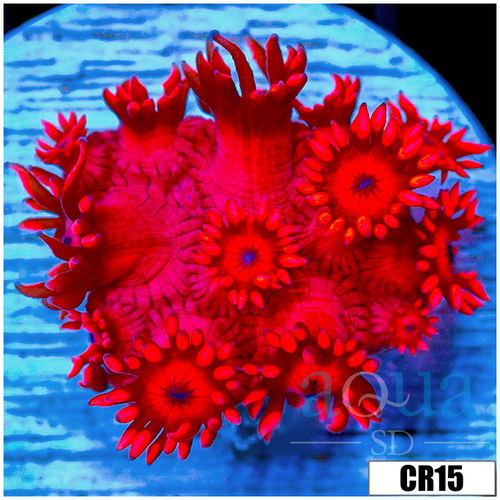 ASD Red Goniopora