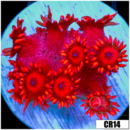 ASD Red Goniopora