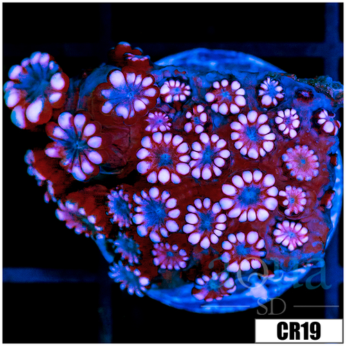 Pink Petals Alveopora
