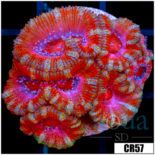 Pink Peppermint Acan Lord