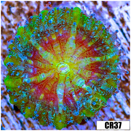 Monsoon Captive Spawned Baby Acan Lord