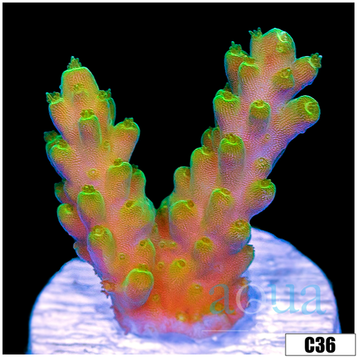 Honeydew Tort Acropora