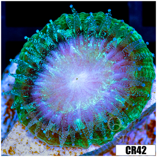 Monsoon Captive Spawned Baby Acan Lord