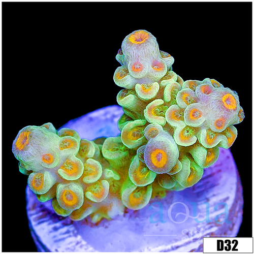CLEARANCE - ASD Mintcicle Tenuis