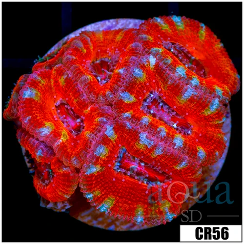 Monsoon Cultured Ultra Red Acan Lord