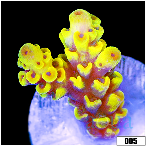 Wolverine Tenuis Acropora