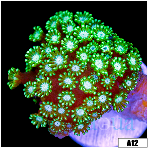Green Petals Alveopora