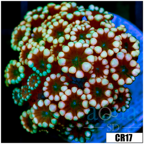Snowflake Alveopora