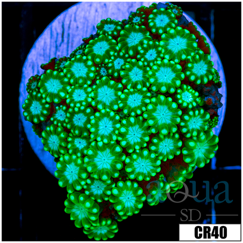 Green Petals Alveopora