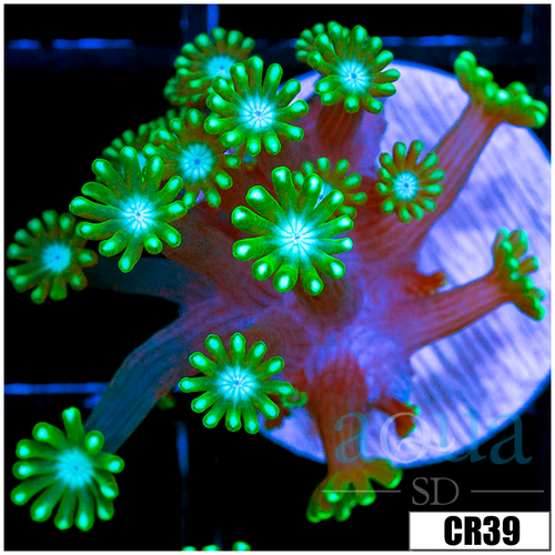 Green Petals Alveopora