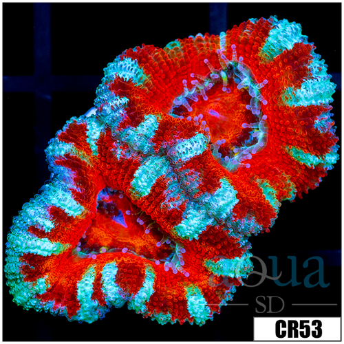 Teal Claw Acan Lord