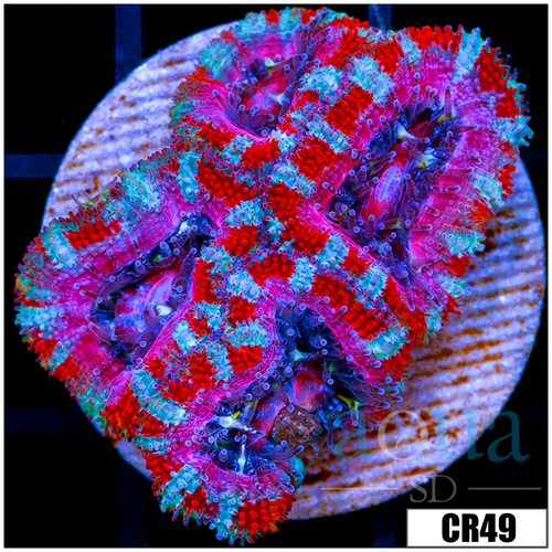 Pink Peppermint Acan Lord
