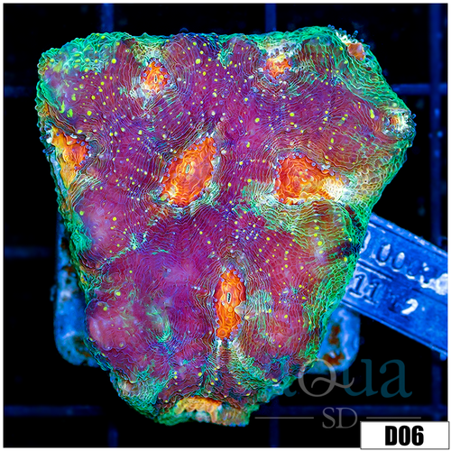 Indo Cultured Rainbow Echinata Colony