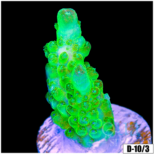 Mystical Glow Acropora