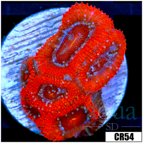 Monsoon Cultured Ultra Red Acan Lord