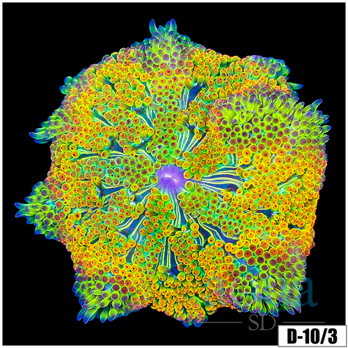 Ultra Maxi Mini Carpet Anemone