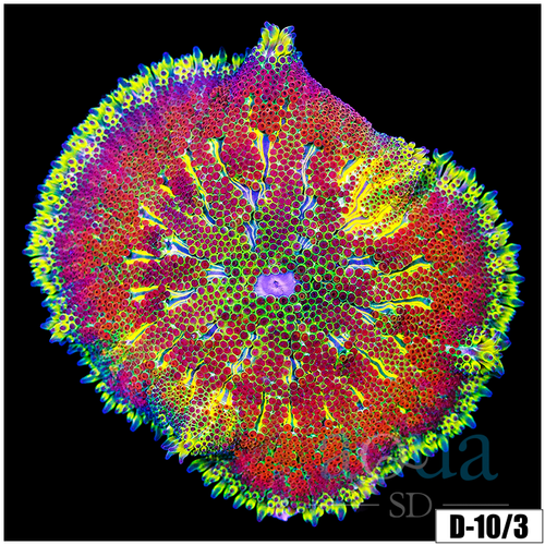 Ultra Maxi Mini Carpet Anemone