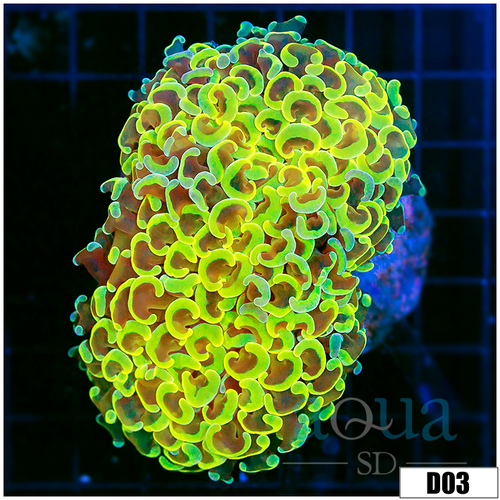 Indo Cultured Neon Wall Hammer