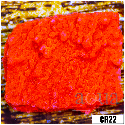 Red Monti Cap Multiples Available