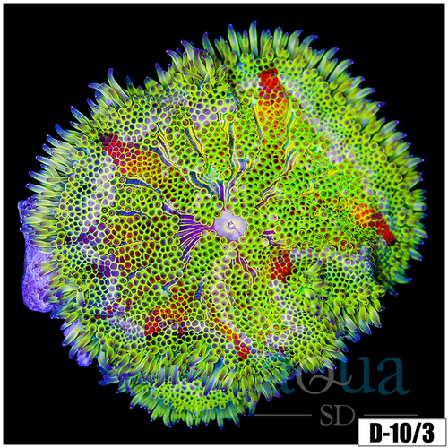 Ultra Maxi Mini Carpet Anemone