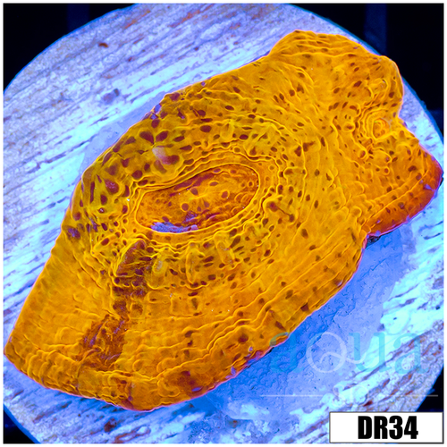 ASD Master Gold Chalice