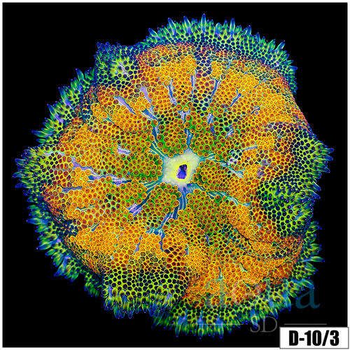 Ultra Maxi Mini Carpet Anemone