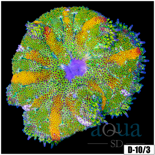 Ultra Maxi Mini Carpet Anemone
